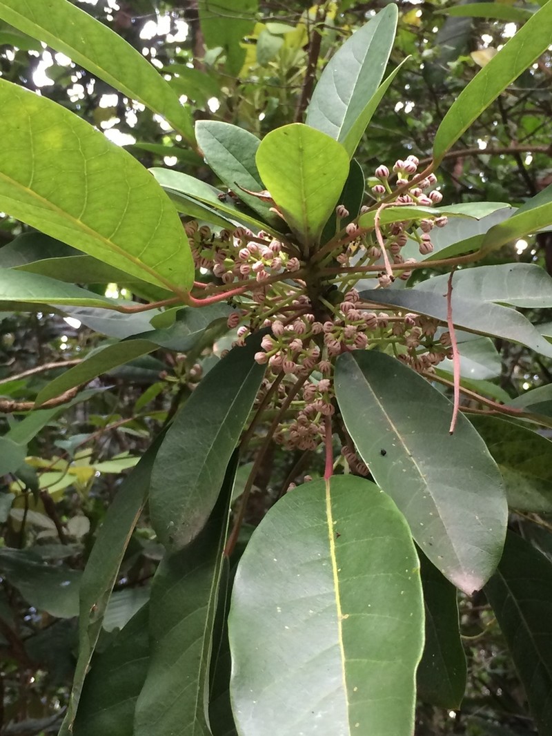 Daphniphyllum calycinum photo 3