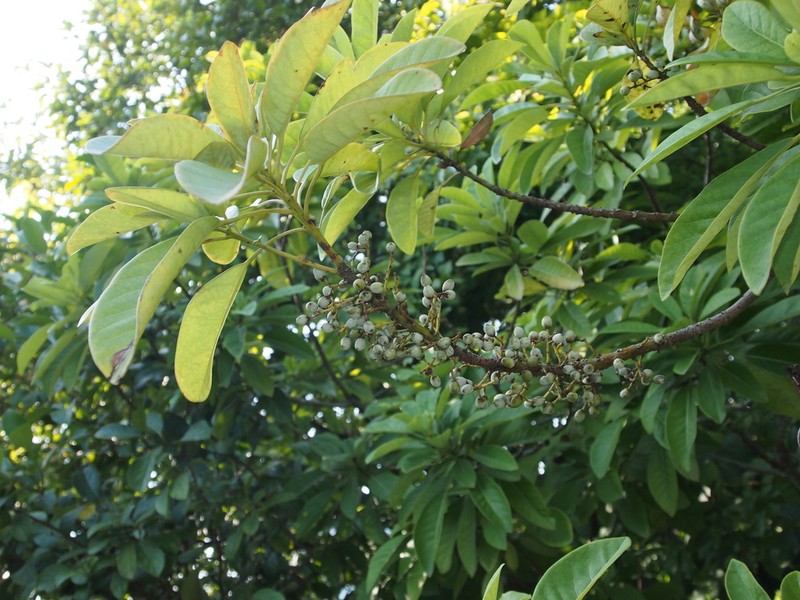 Daphniphyllum calycinum photo 4