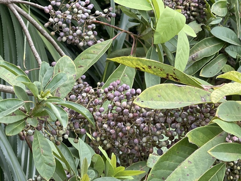 Daphniphyllum calycinum photo 5