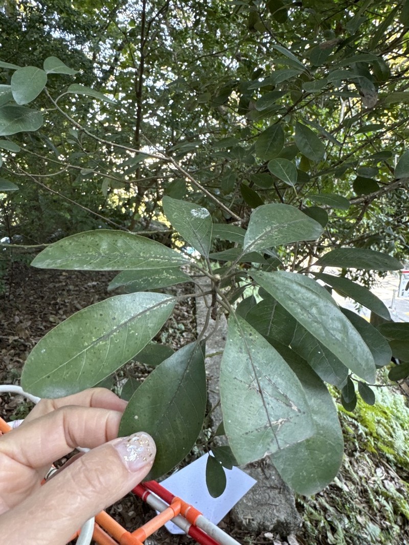 Daphniphyllum calycinum photo 6