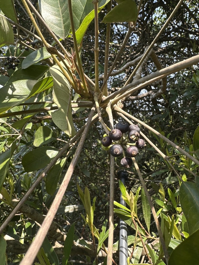 Daphniphyllum calycinum photo 7