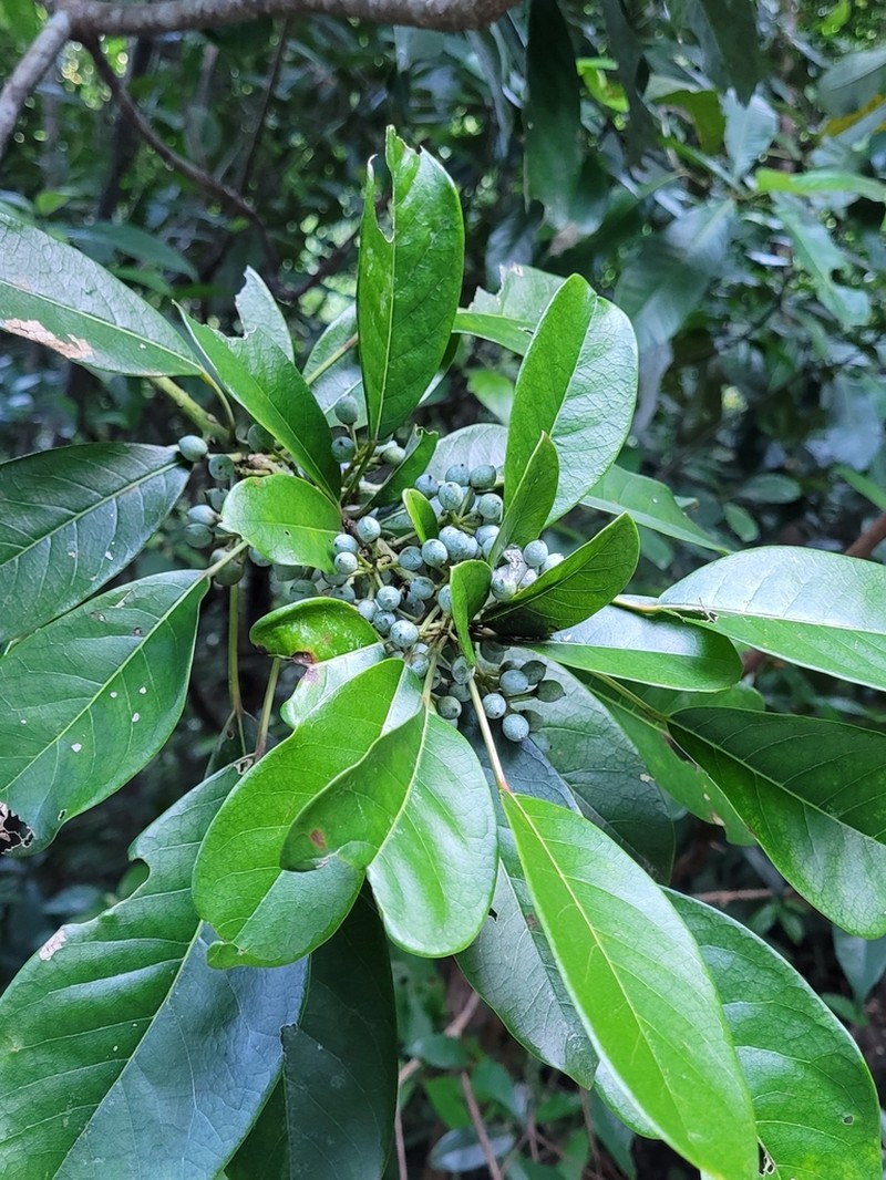Daphniphyllum calycinum photo 8