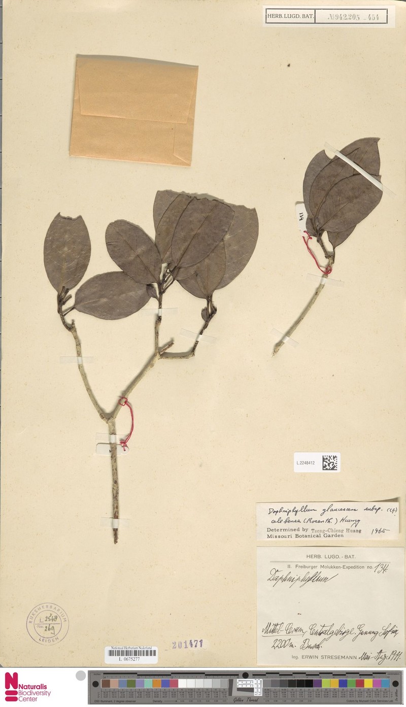 Daphniphyllum celebense