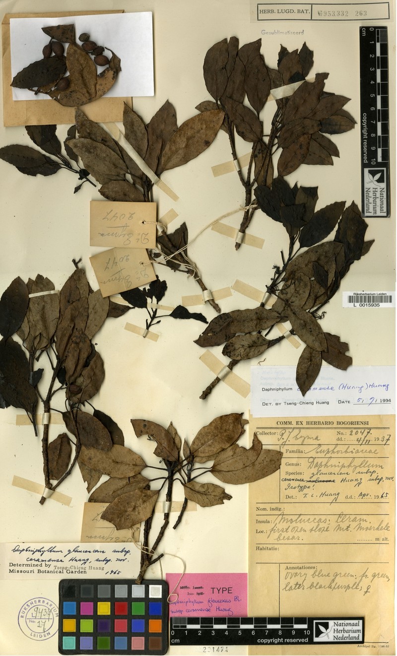 Daphniphyllum ceramense