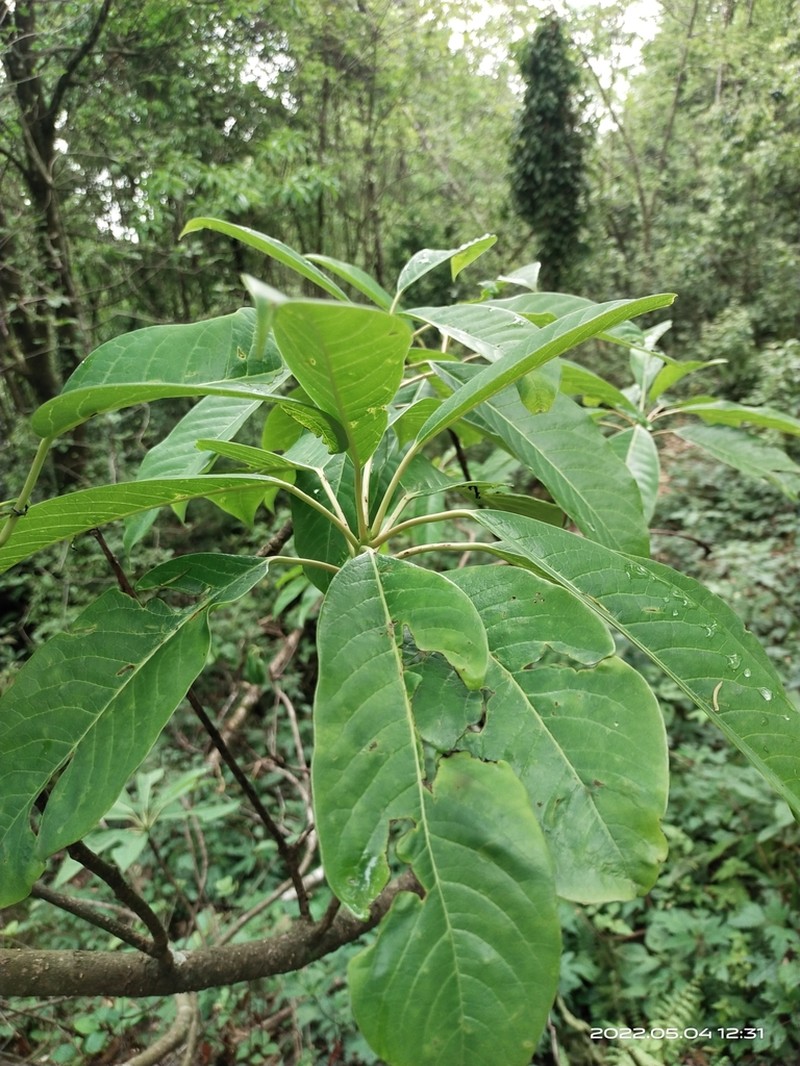 Daphniphyllum chartaceum photo 2