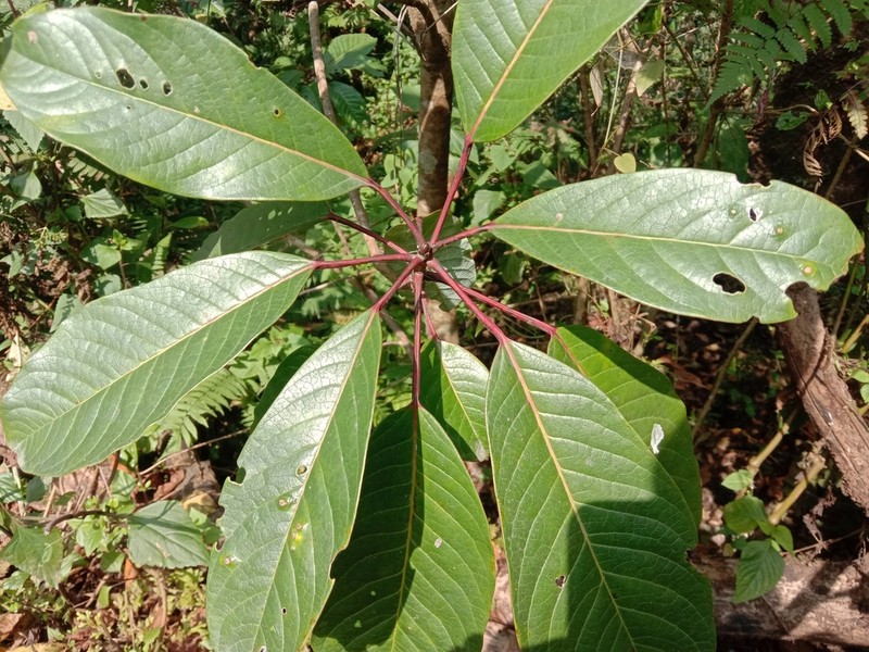 Daphniphyllum chartaceum photo 3