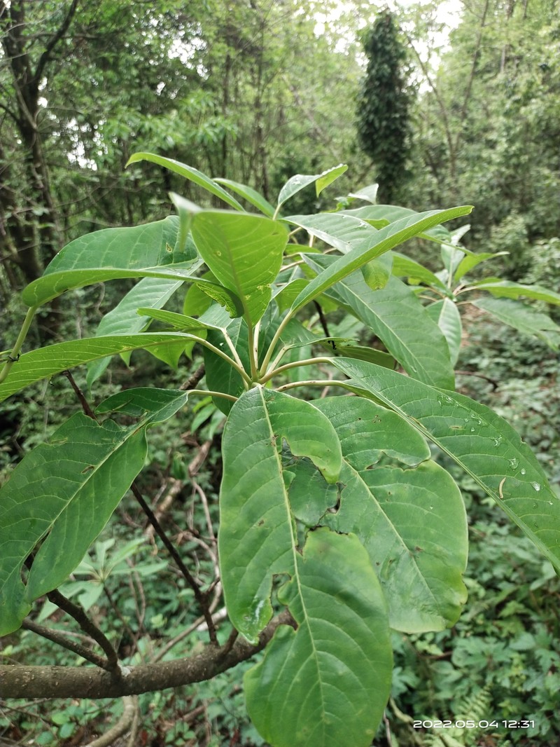 Daphniphyllum chartaceum photo 5