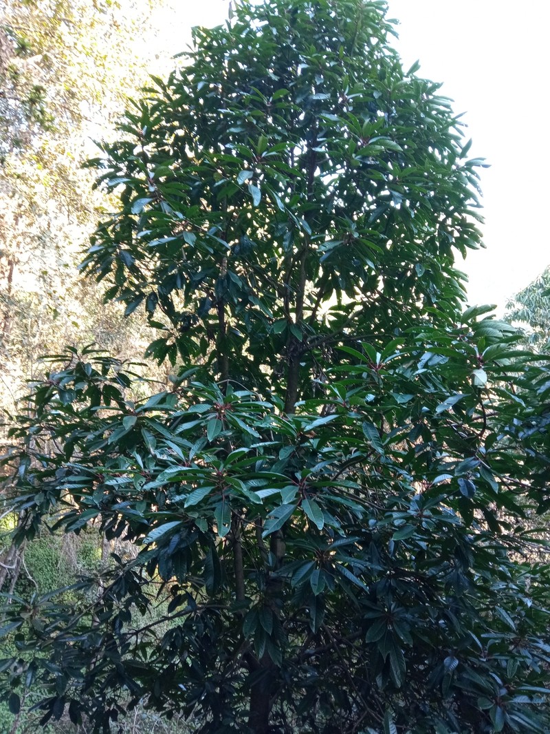 Daphniphyllum chartaceum photo 6