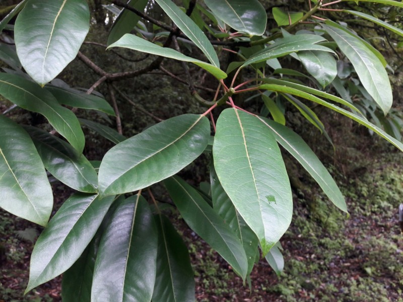 Daphniphyllum chartaceum photo 7
