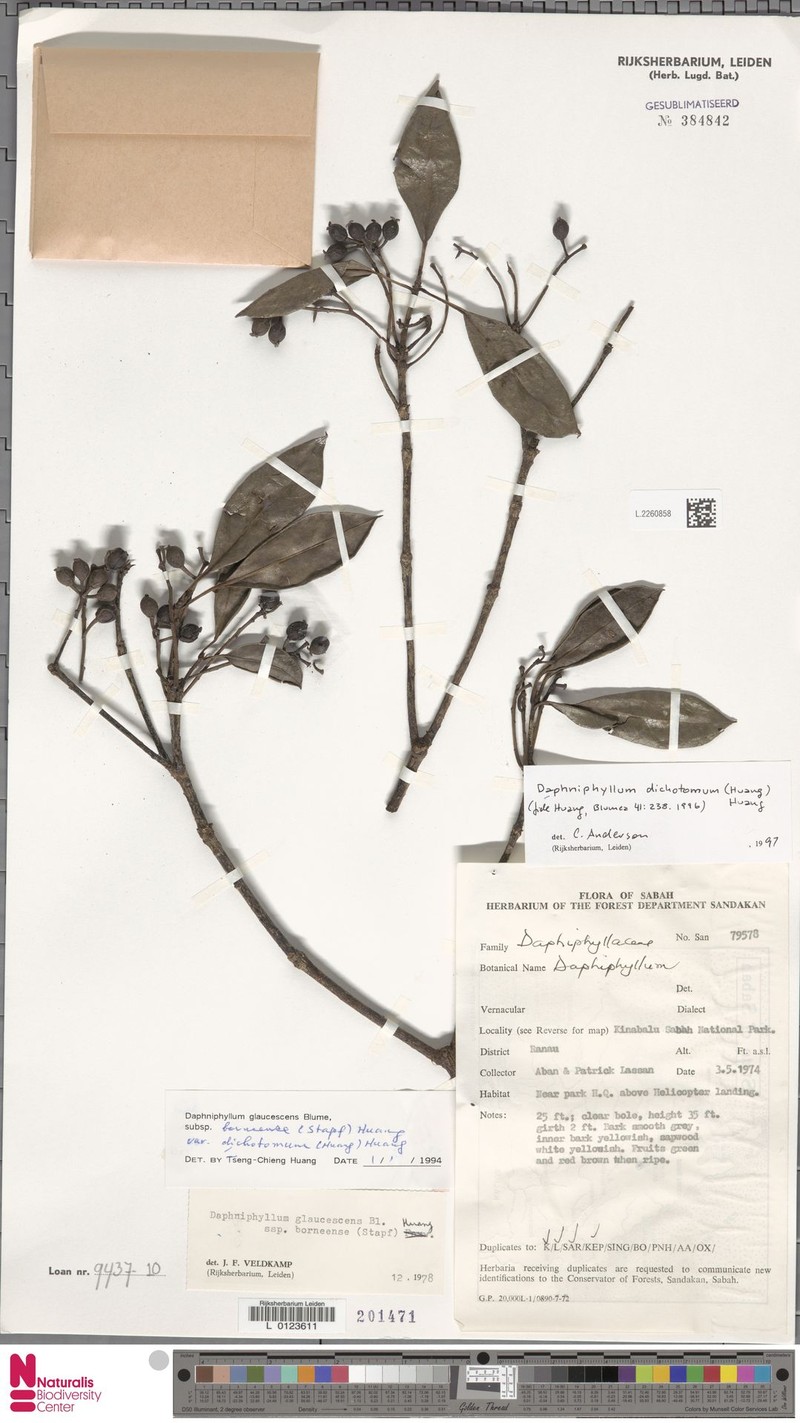 Daphniphyllum dichotomum