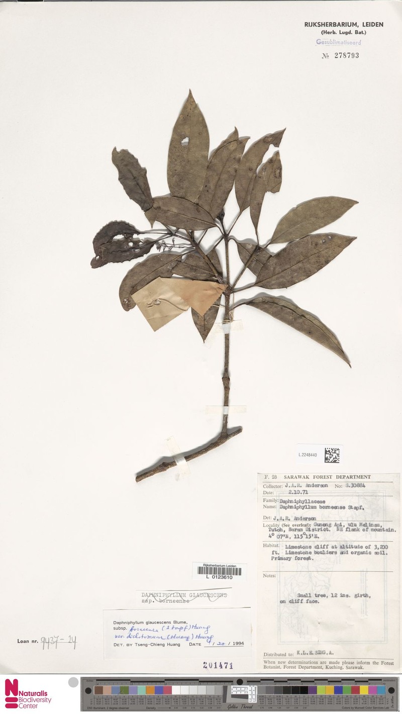 Daphniphyllum dichotomum photo 2