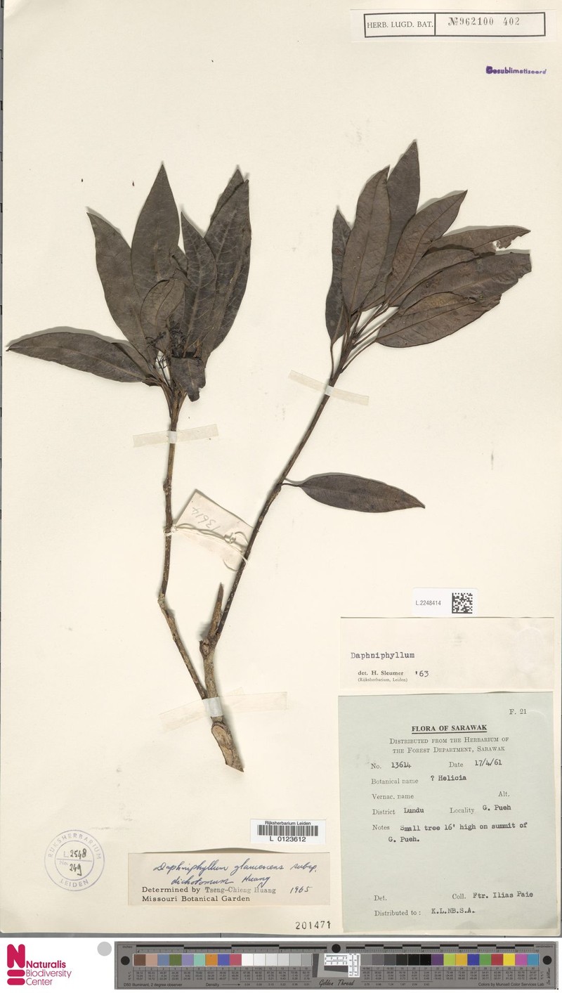 Daphniphyllum dichotomum photo 3