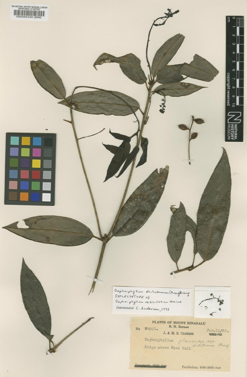 Daphniphyllum dichotomum photo 4
