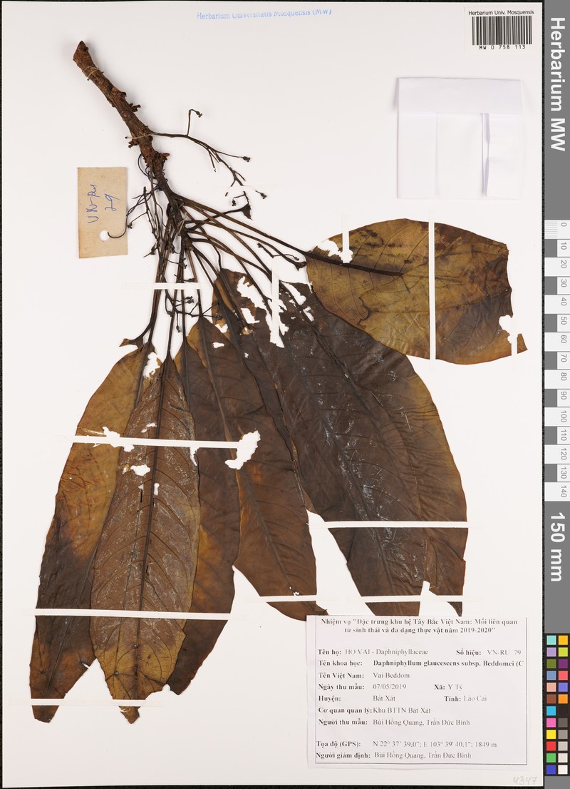 Daphniphyllum glaucescens photo 2