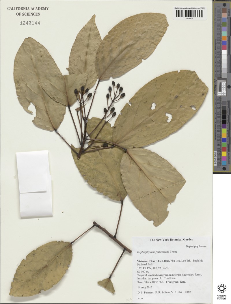 Daphniphyllum glaucescens photo 3