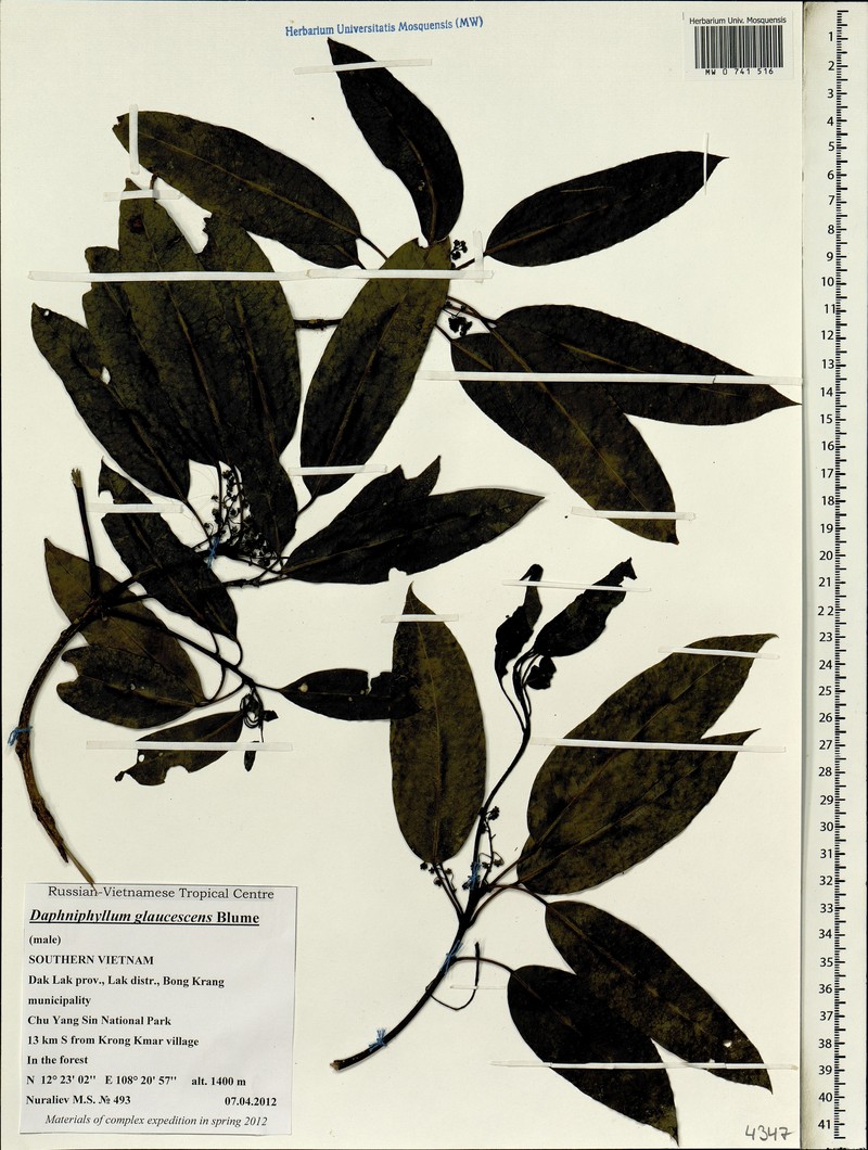 Daphniphyllum glaucescens photo 4