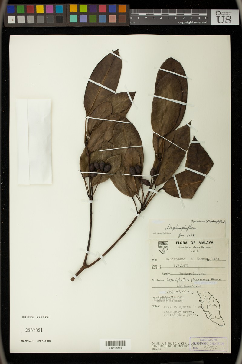 Daphniphyllum glaucescens