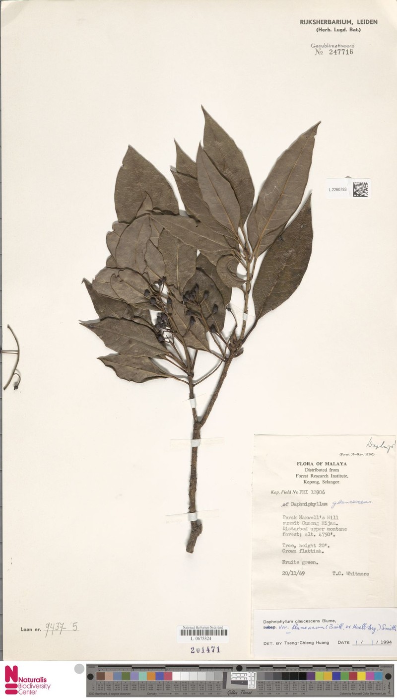 Daphniphyllum glaucescens var. blumeanum
