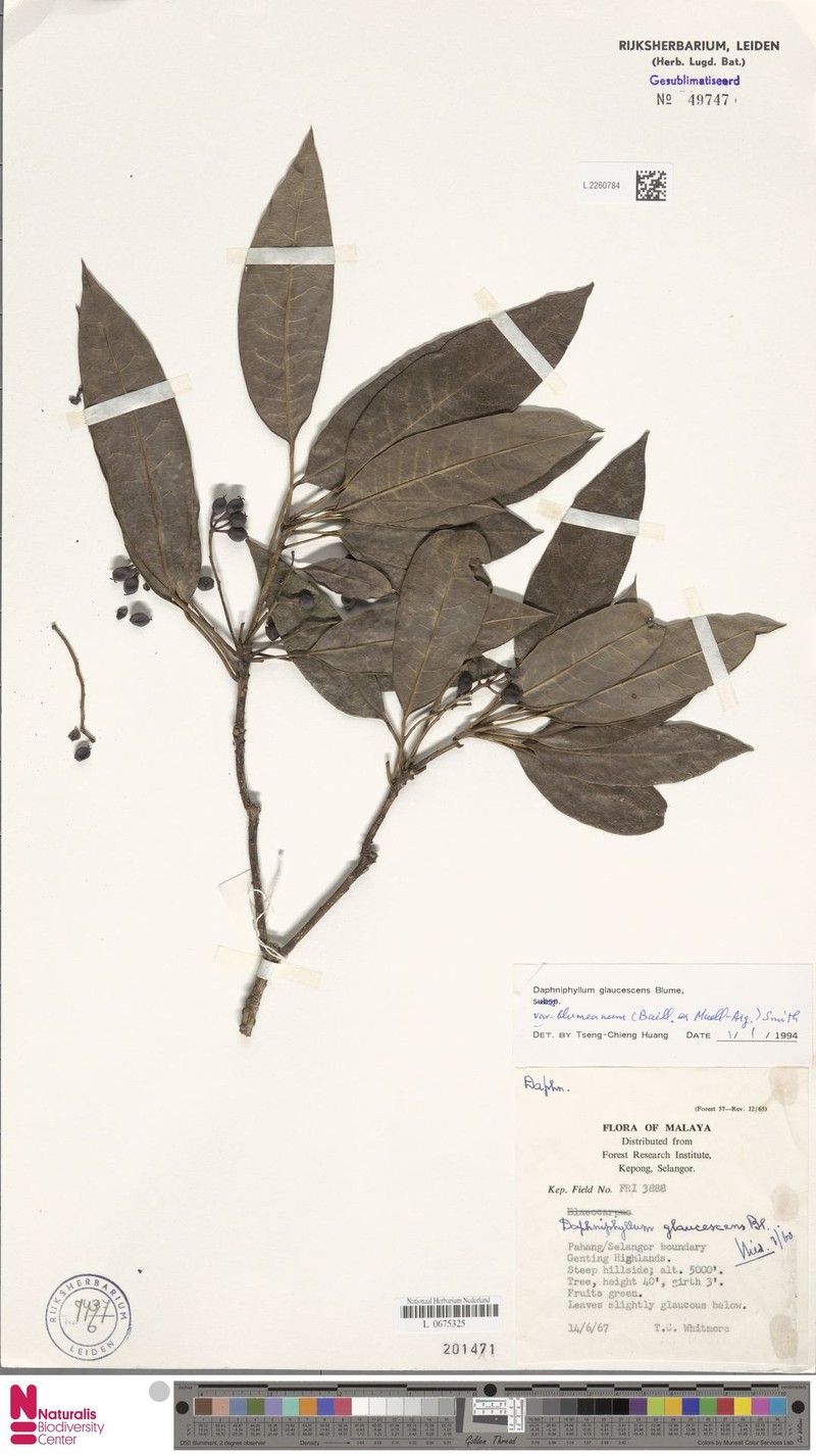 Daphniphyllum glaucescens var. blumeanum photo 2