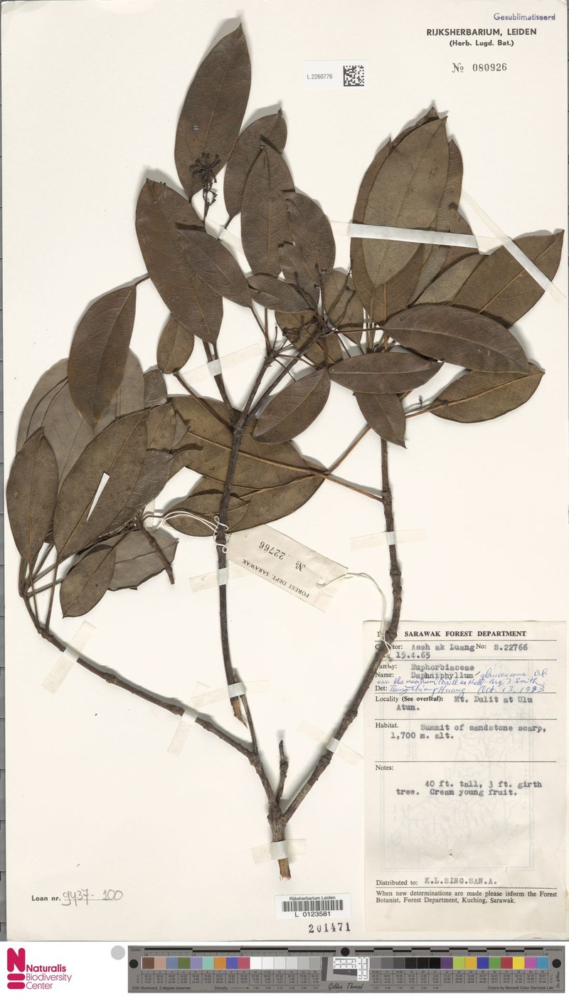 Daphniphyllum glaucescens var. blumeanum photo 3