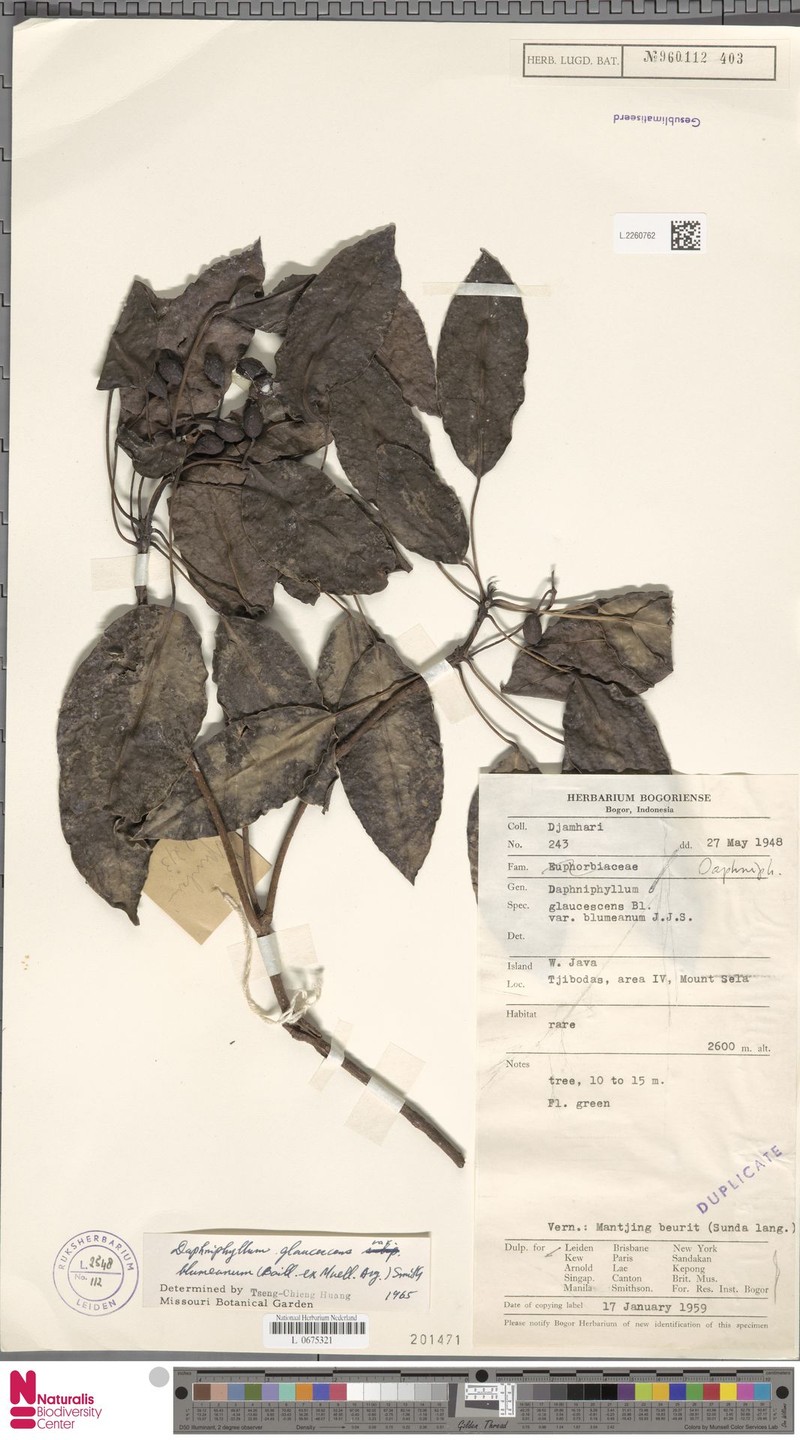 Daphniphyllum glaucescens var. blumeanum photo 4