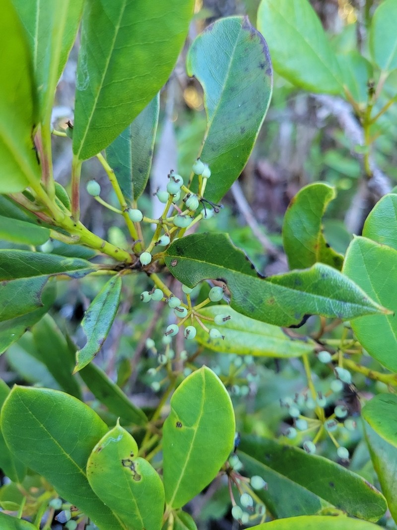 Daphniphyllum gracile