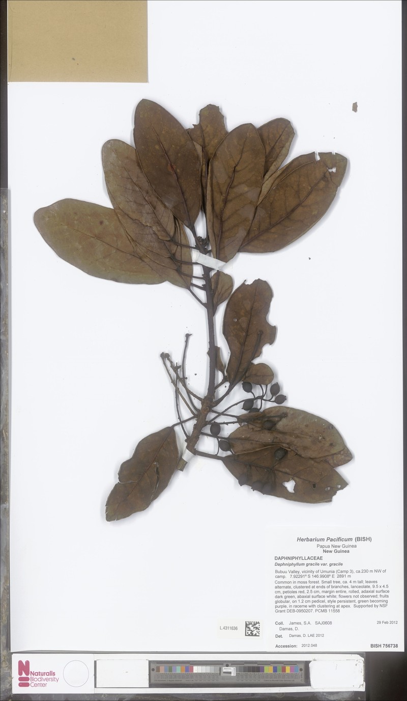 Daphniphyllum gracile photo 2