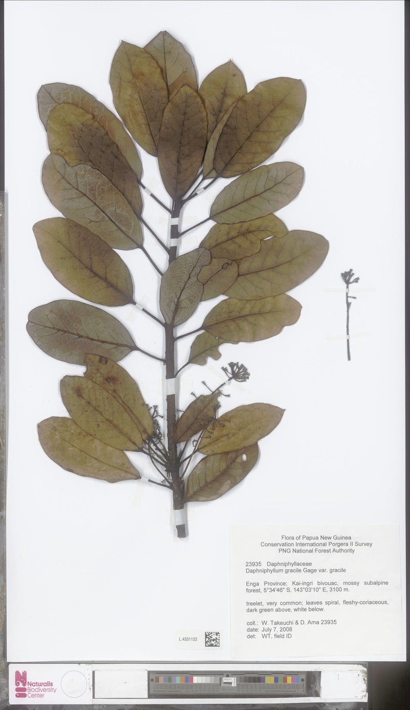 Daphniphyllum gracile photo 3