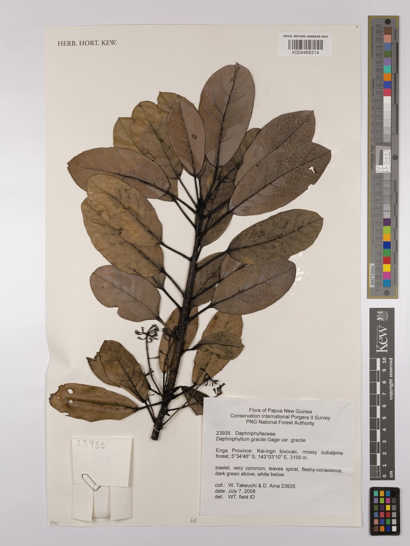 Daphniphyllum gracile photo 4