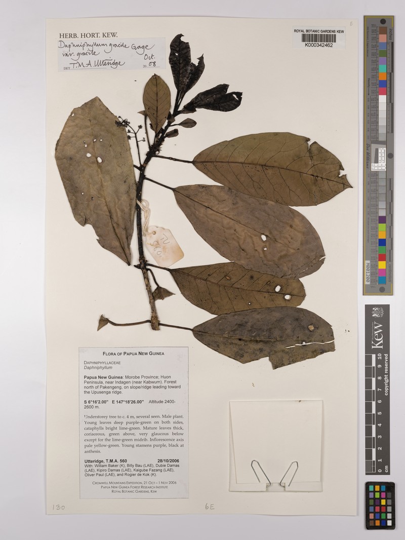 Daphniphyllum gracile var. gracile photo 3