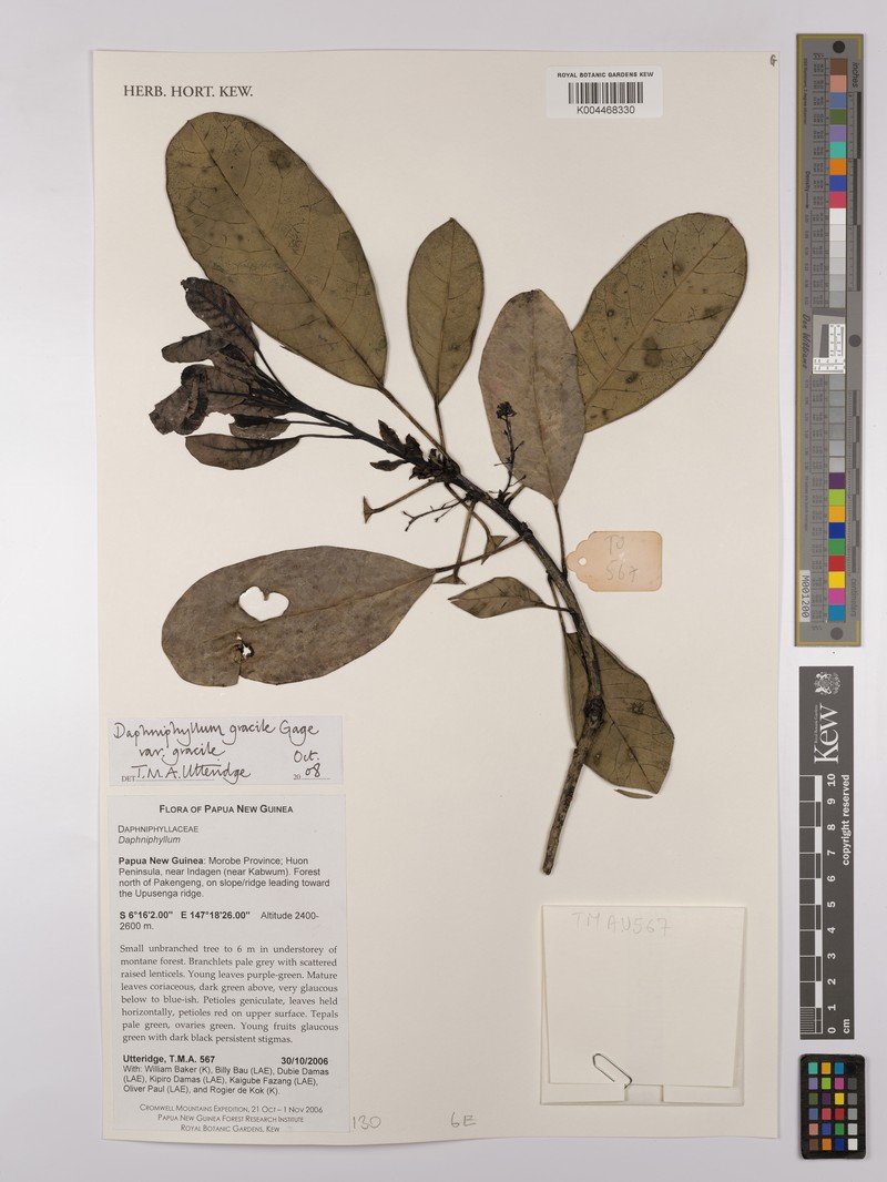 Daphniphyllum gracile var. gracile photo 4