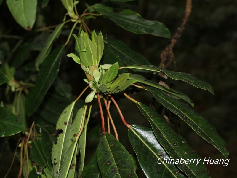 Daphniphyllum himalense