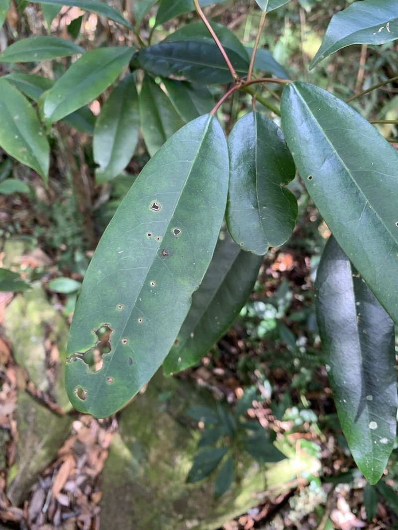 Daphniphyllum himalense photo 2