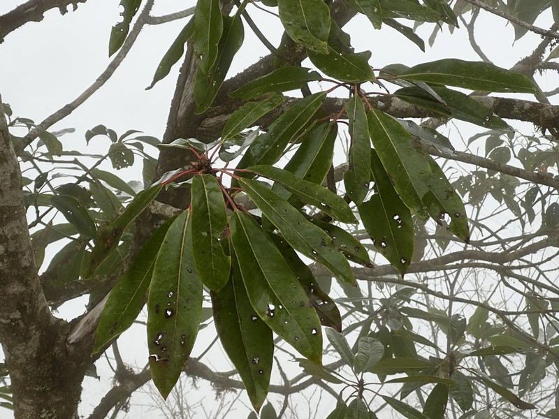 Daphniphyllum himalense photo 3