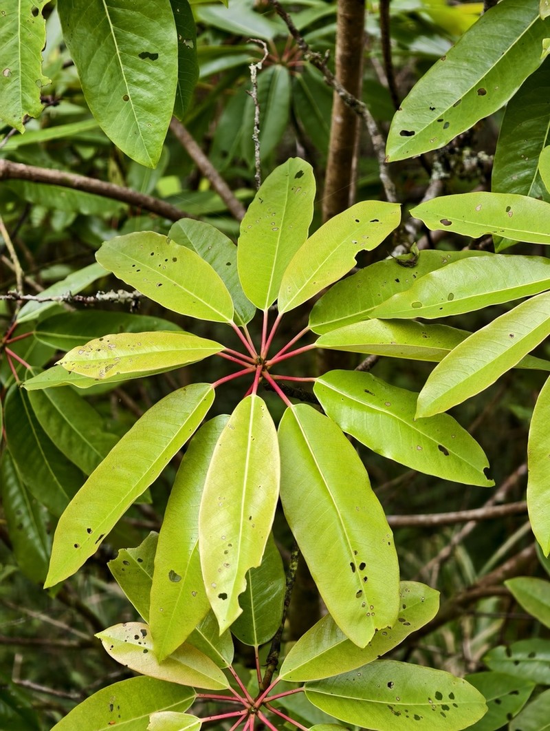 Daphniphyllum himalense photo 4