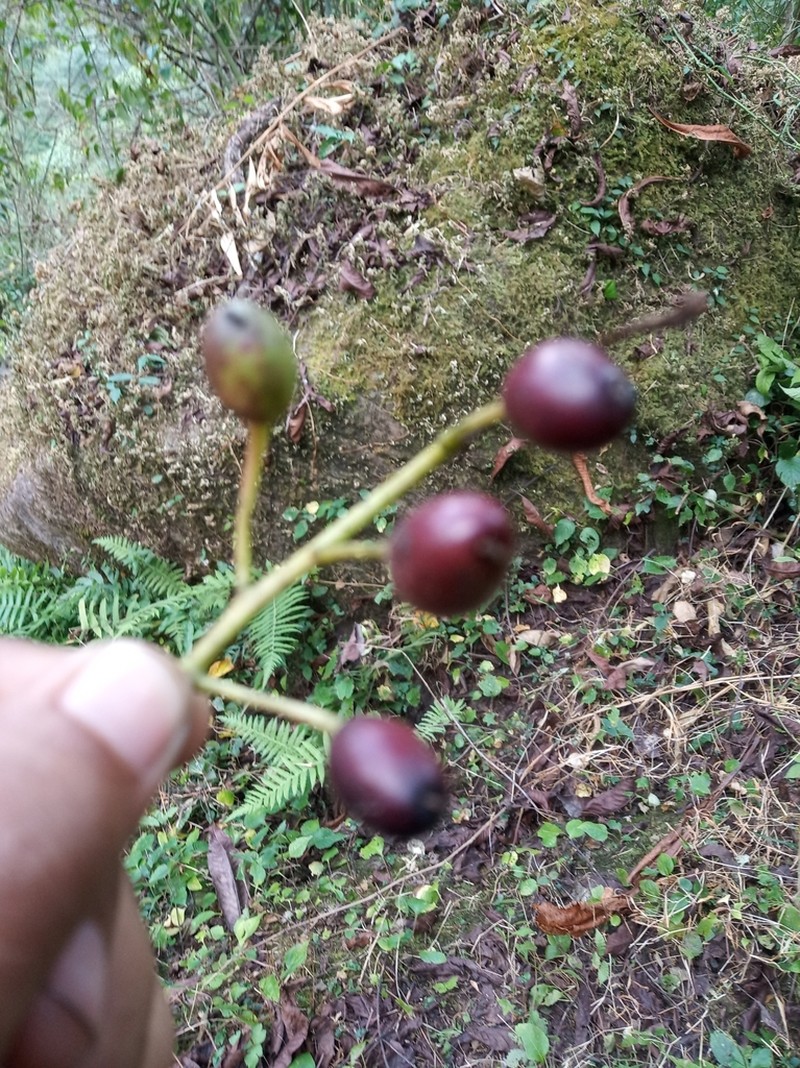 Daphniphyllum himalense photo 5