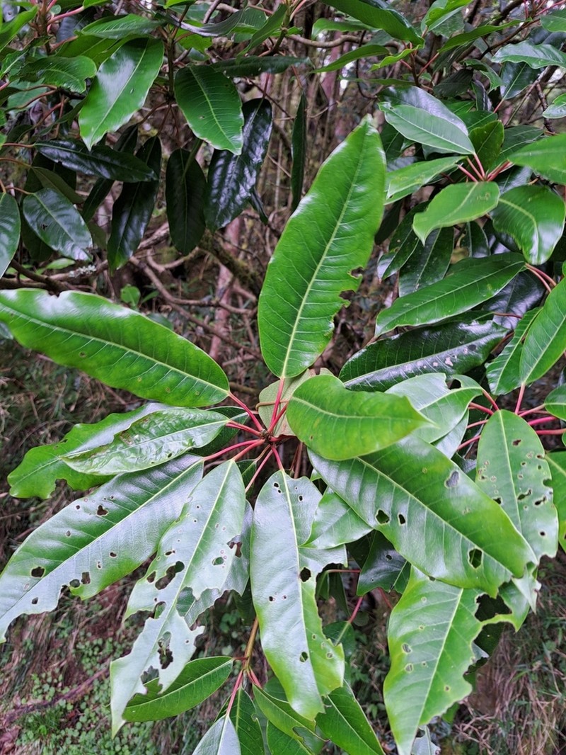 Daphniphyllum himalense photo 6