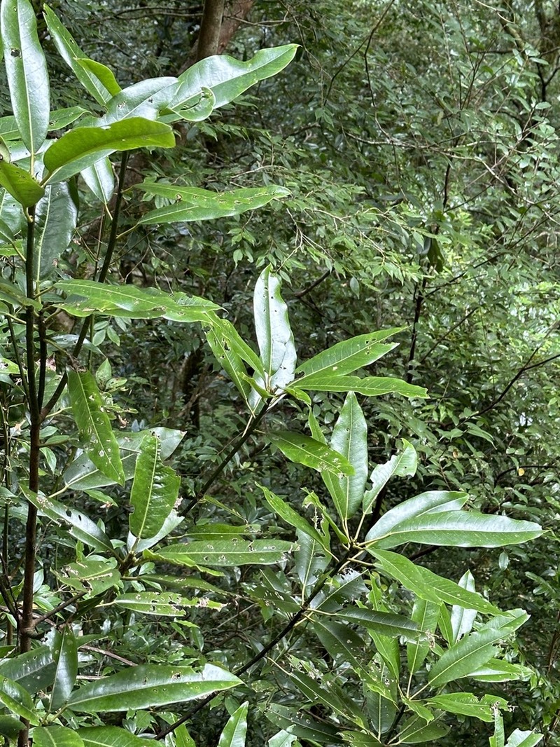 Daphniphyllum himalense photo 7
