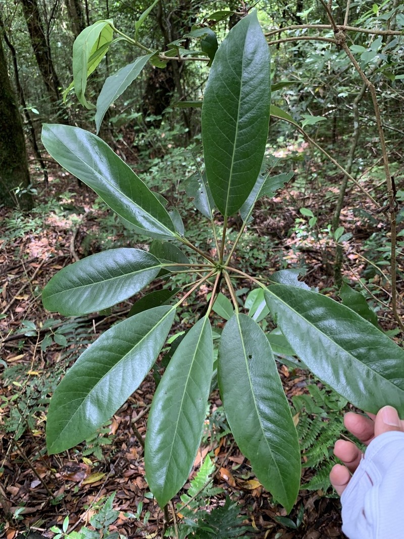 Daphniphyllum himalense photo 8
