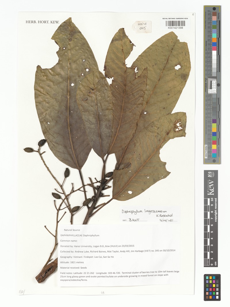 Daphniphyllum longeracemosum