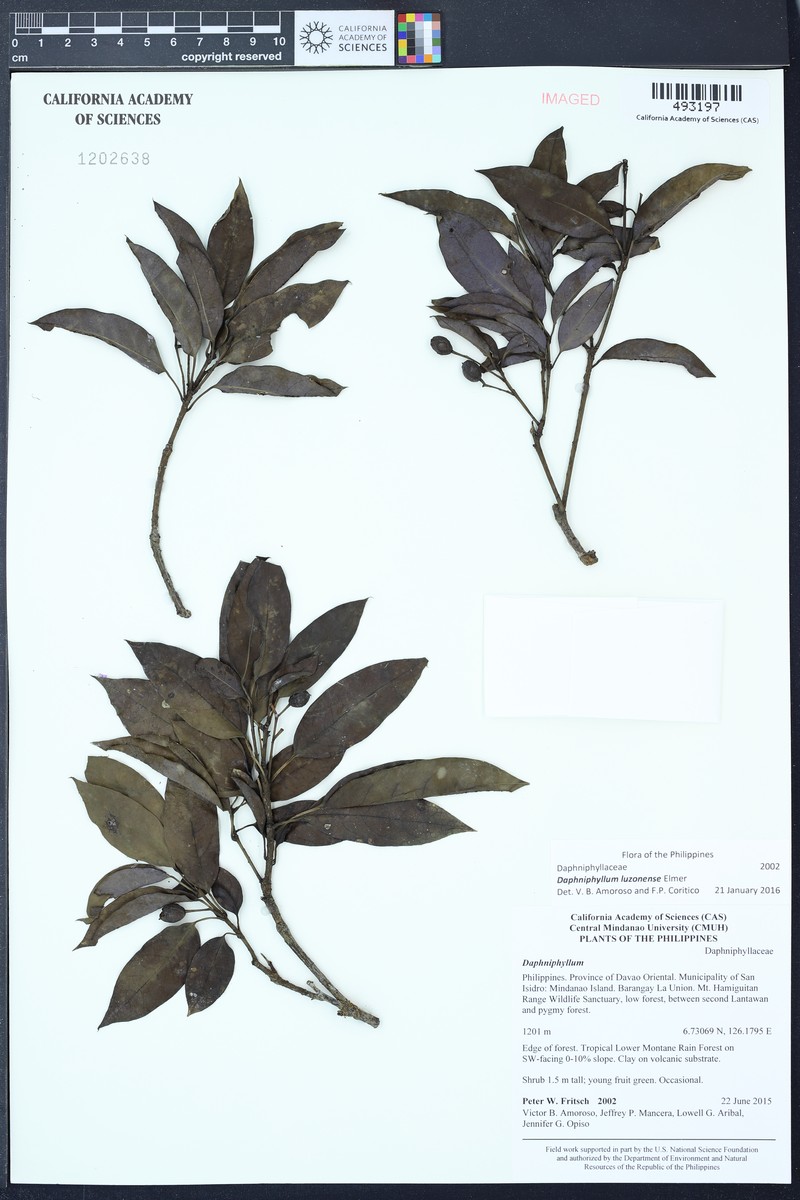 Daphniphyllum luzonense