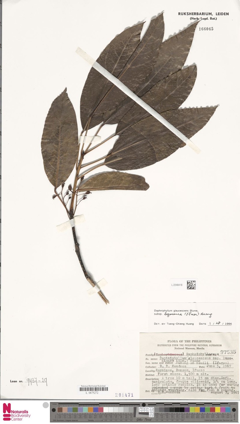 Daphniphyllum luzonense photo 2