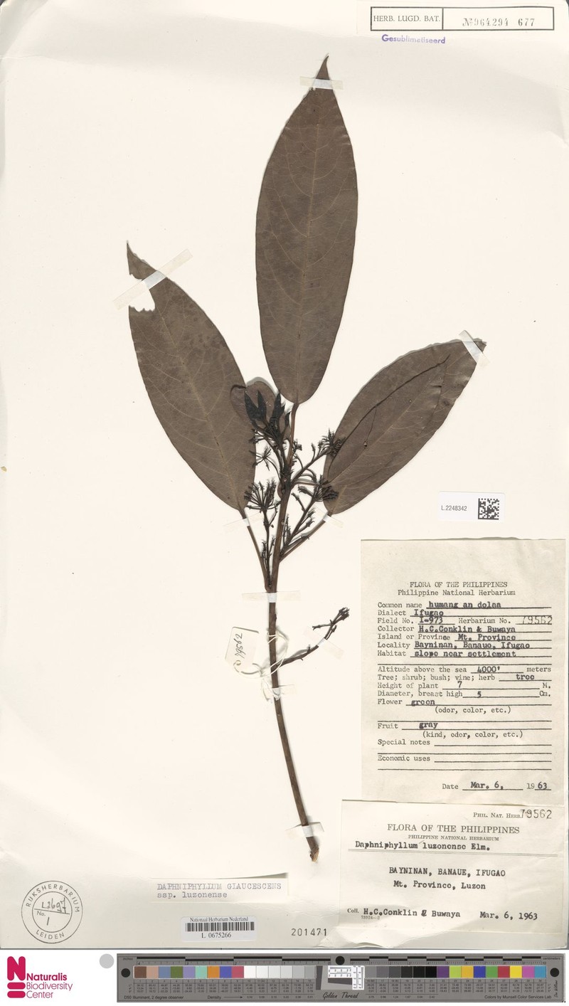 Daphniphyllum luzonense photo 3