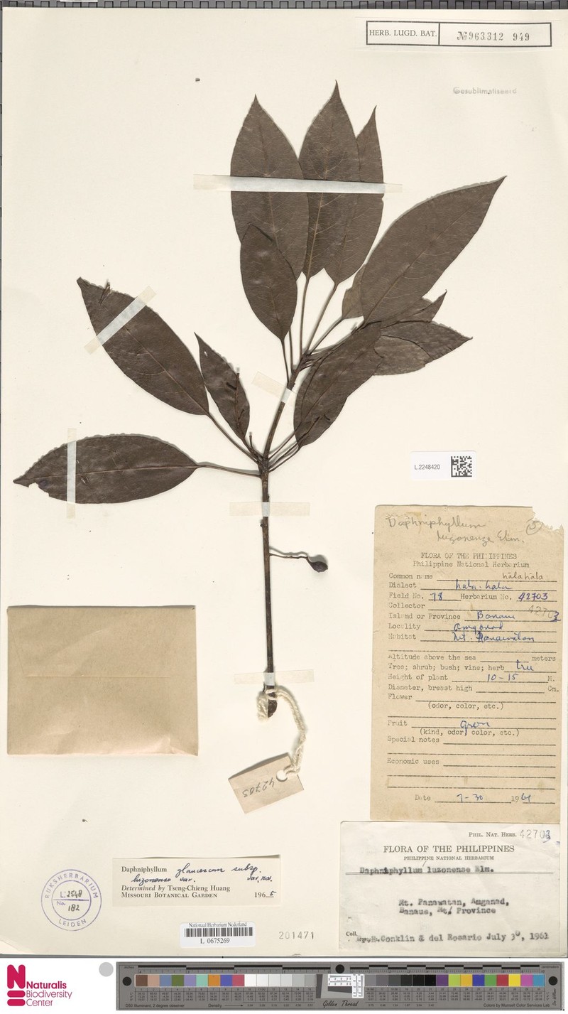 Daphniphyllum luzonense photo 4
