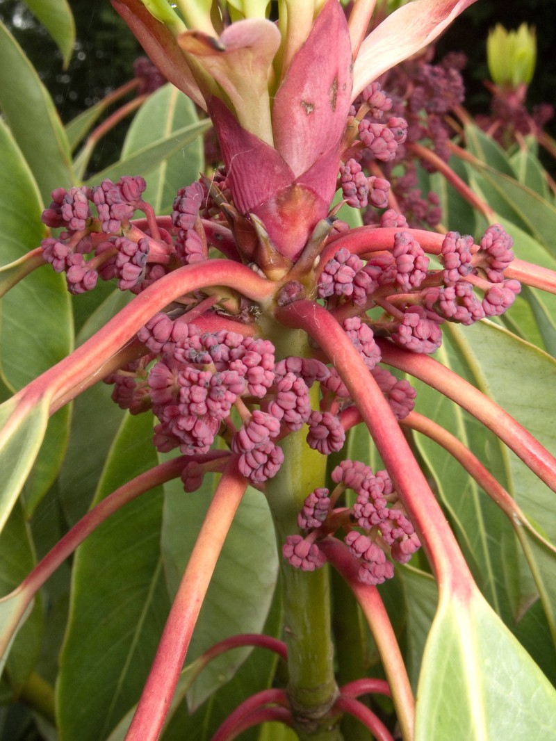 Daphniphyllum macropodum photo 2