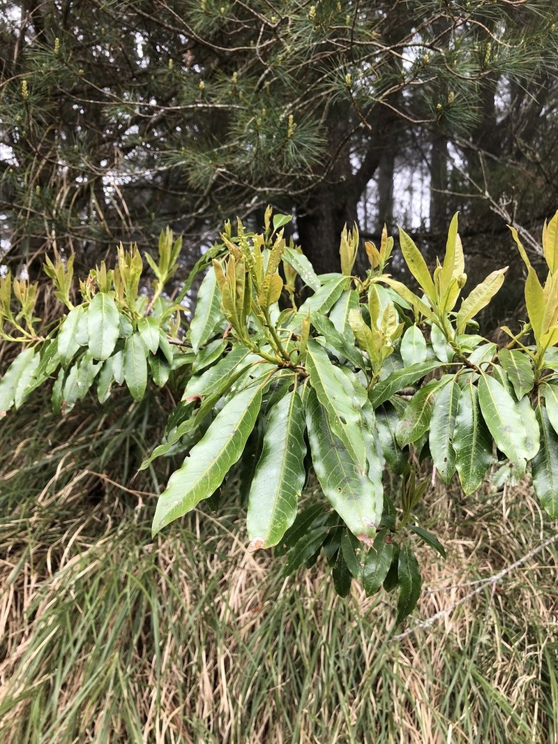 Daphniphyllum macropodum photo 4