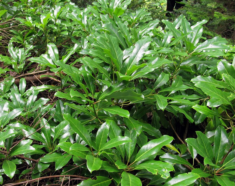 Daphniphyllum macropodum photo 7