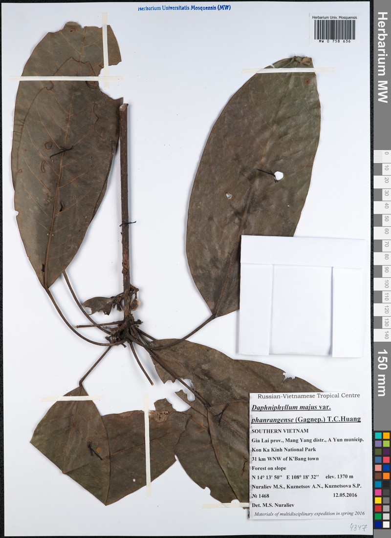 Daphniphyllum majus
