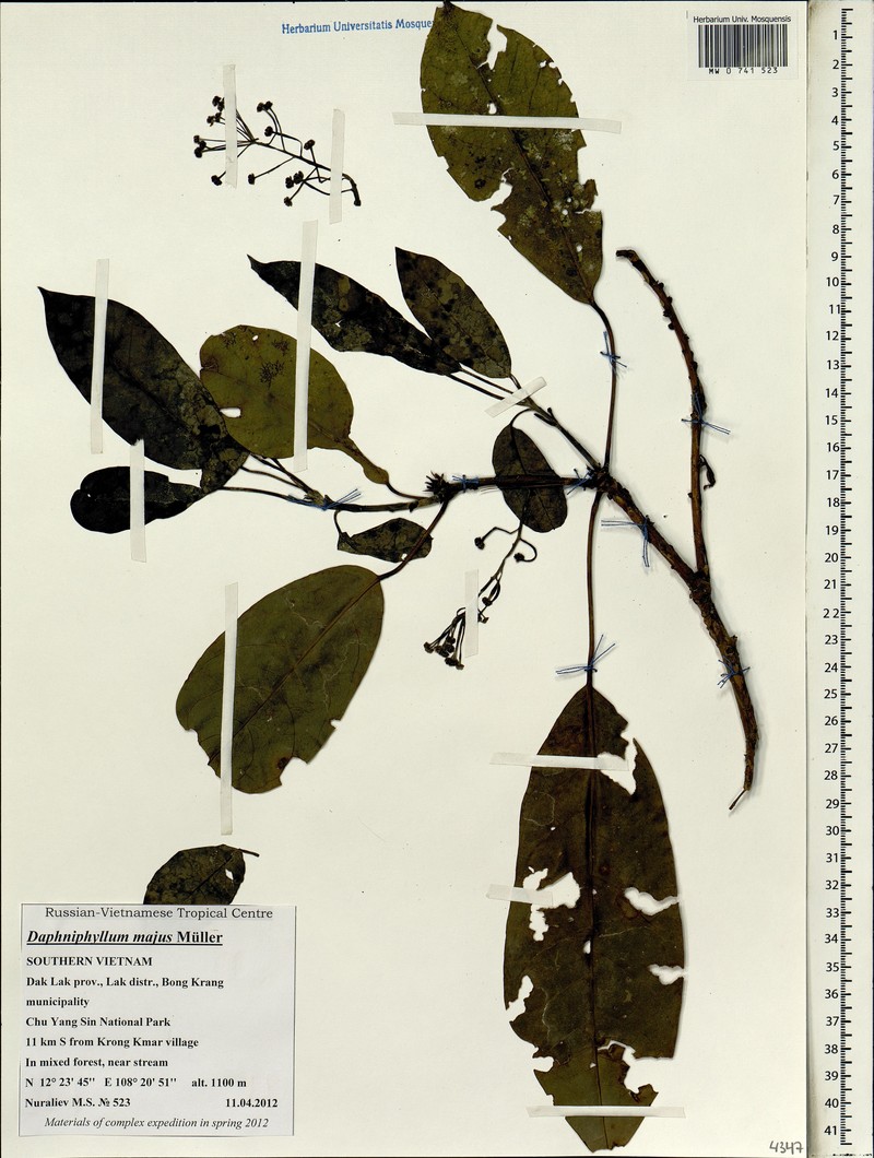 Daphniphyllum majus photo 2