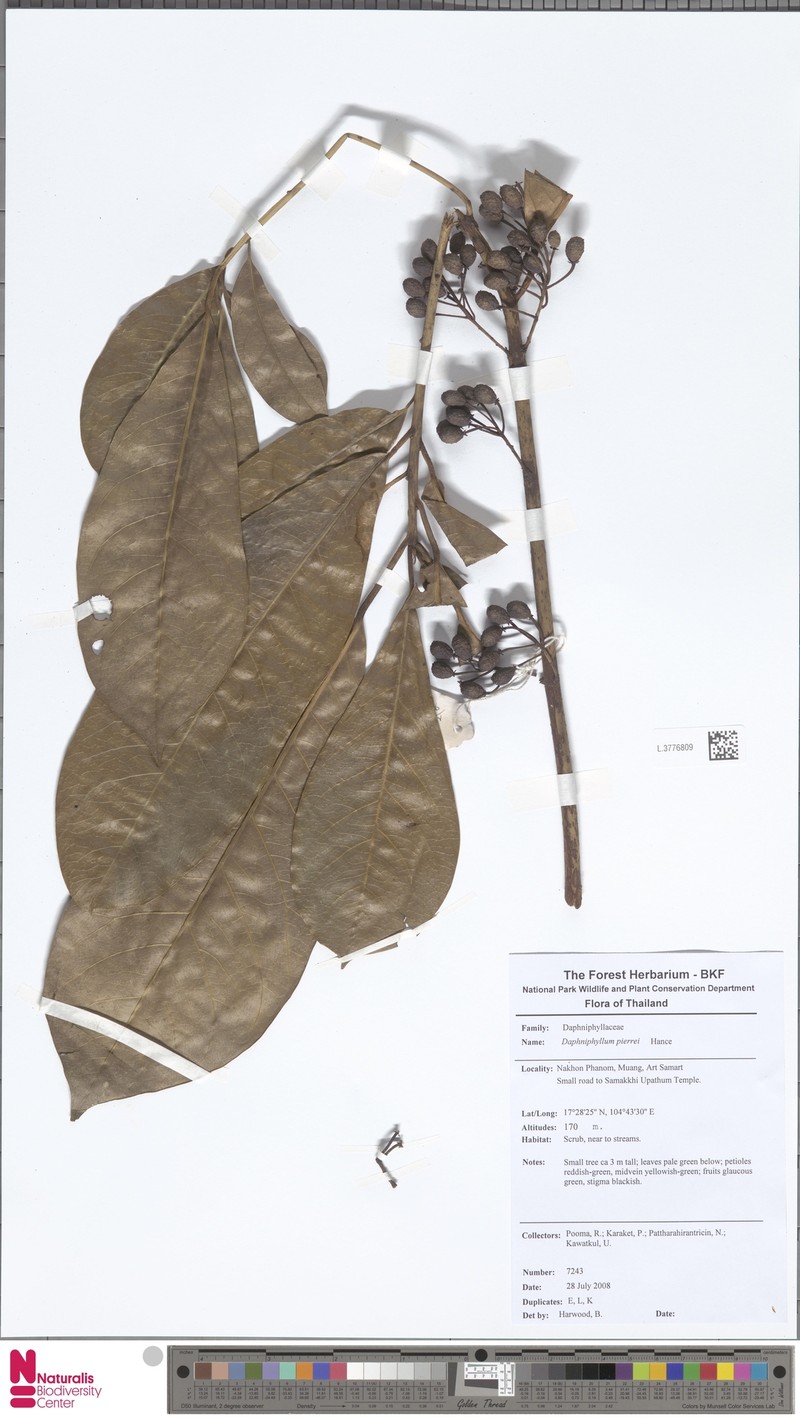 Daphniphyllum majus var. pierrei